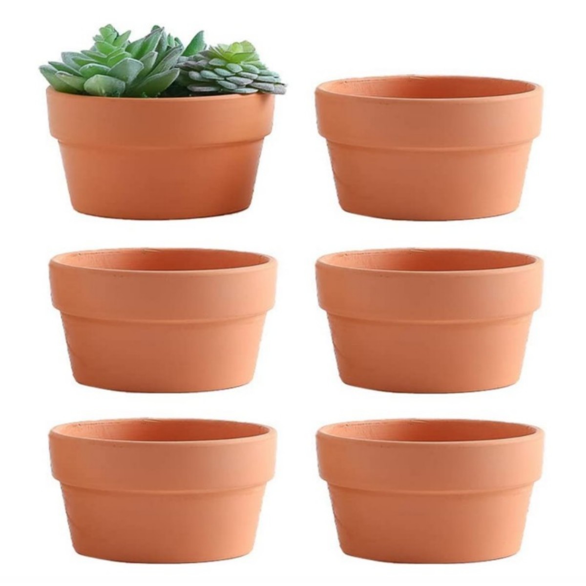 6 PCS Terracotta Buld Pots 3.5 - Echeveria Succulent ulasan dan harga