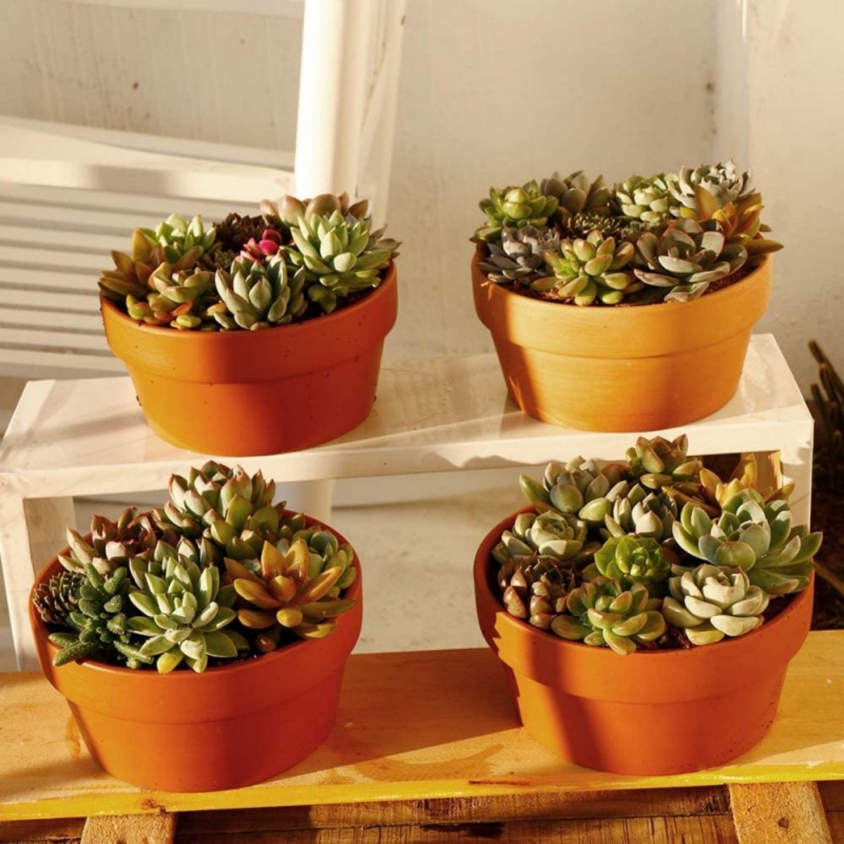 6 PCS Terracotta Buld Pots 3.5 - Echeveria Succulent ulasan dan harga