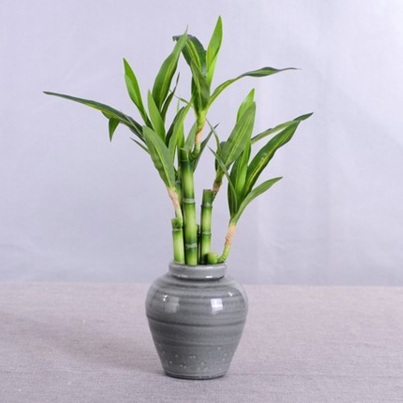 New 40cm rFtificial Lucky Bamb - Echeveria Succulent ulasan dan harga