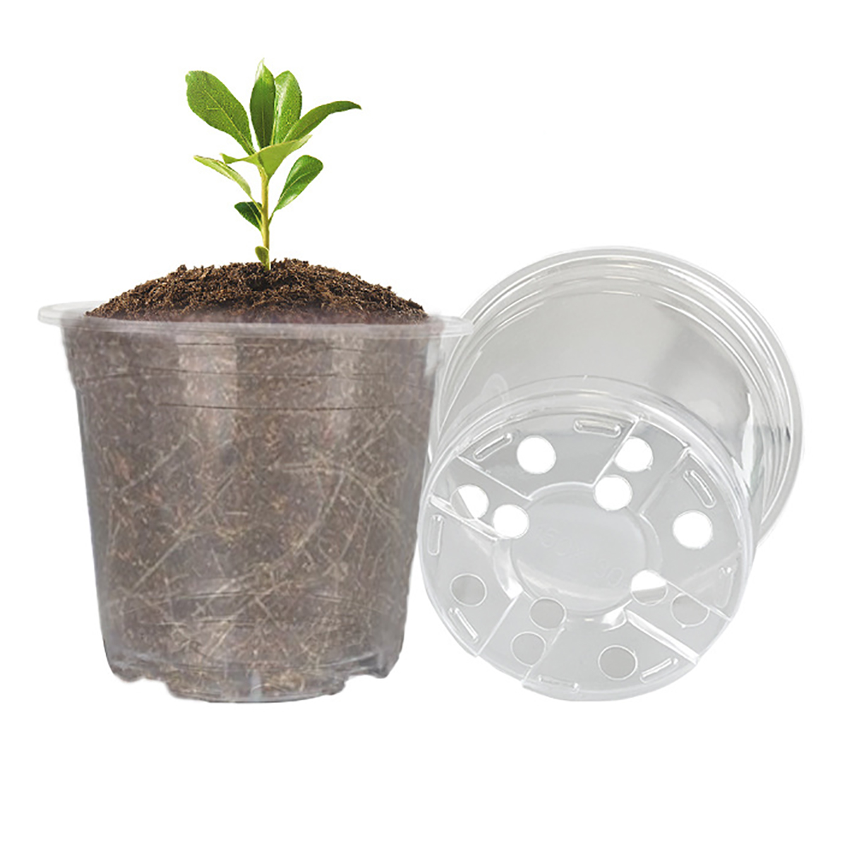 5Pcs 6/7.6/10/13/15cm Clear Ro - Aloe Vera Pot ulasan dan harga