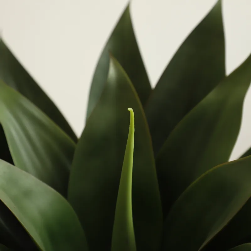 Artificial Potted Aloe Vera Pl - Aloe Vera Pot ulasan dan harga
